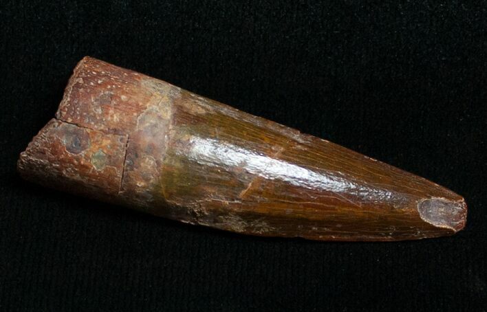 Juvenile Spinosaurus Tooth #8749